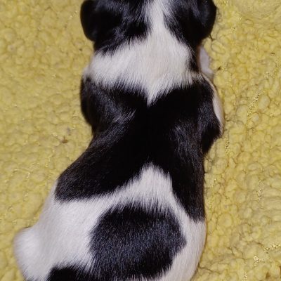 Rüde