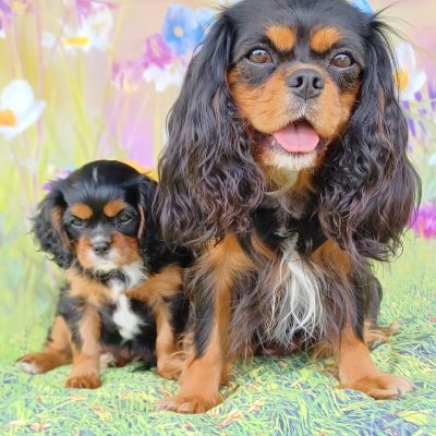 Josie mit Malou 8 Wochen