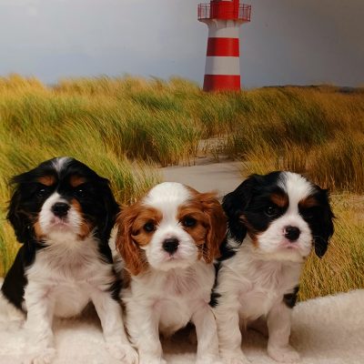 Next Merlin, Nacho, Nevio