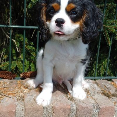 Milow 11 Wochen