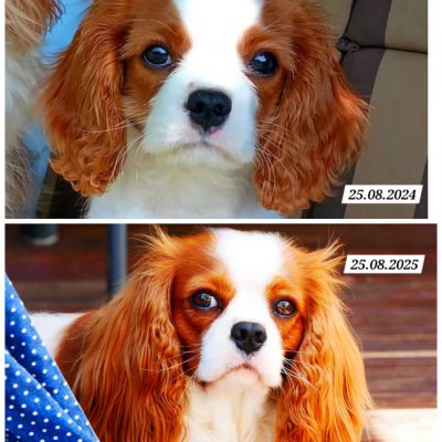 Leslie als Welpe und mit 1 Jahr