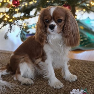 Lillyfee 1 1/2 Jahre